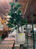 DESCRIPTION: (2) ASSORTED POTTED PLANTS / PALMS LOCATION: BAY 7 THIS LOT IS: ONE MONEY QTY: 1