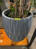 DESCRIPTION: 28" CERAMIC PLANTER W/ PLANT LOCATION: BAY 7 QTY: 1 - 2