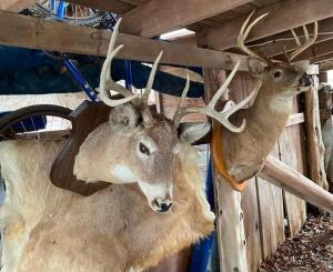 DESCRIPTION: (2) BUCK MOUNTS AND PELT LOCATION: 7769 DITTMER RD. DITTMER, MO 63023 QTY: 1