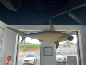 DESCRIPTION: 9 FT. HANGING HAMMERHEAD SHARK LOCATION: FRONT QTY: 1