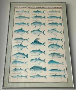 DESCRIPTION: 40" FRAMED GAMFISH OF THE SALTWATER FLATS PRINT LOCATION: FRONT QTY: 1