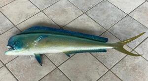 DESCRIPTION: 40" WALL MOUNTED FISH LOCATION: FRONT QTY: 1