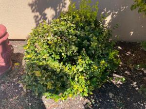 (9) Golden Euonymus BUSHES.