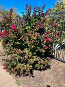 (4) LARGE ROSE BUSHES - EACH APPROX 7' TALL