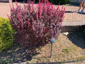 (6) Japanese barberry