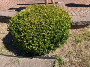 (12) BOXWOOD BUSHES