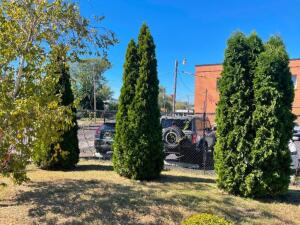 (5) ARBORVITAE TREES APPROX 10'