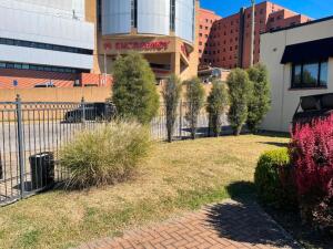 (5) BUTTERFLY BUSHES AND (1) GRASS PLANT