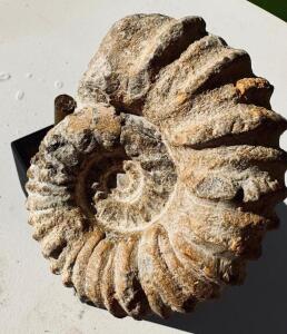 PREHISTORIC AMMONITE FOSSIL