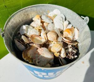 BUD LIGHT PAIL FILLED WITH SEA SHELLS