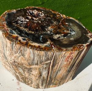 PETRIFIED WOOD CHUNK