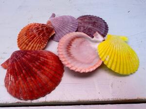 (6) COLORFUL CLAM SHELLS