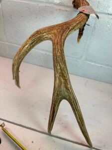 ANTLER FROM JACKSON HOLE