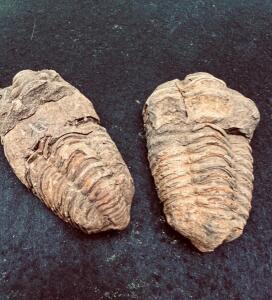 (2) TRILOBITE FOSSILS PREHISTORIC