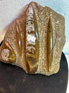 ORTHOCERAS TOWER FOSSIL POLISHED