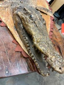 CROCODILE SKULL AND SKIN