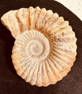 AMMONITE PREHISTORIC FOSSIL