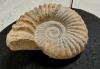 AMMONITE PREHISTORIC FOSSIL - 2