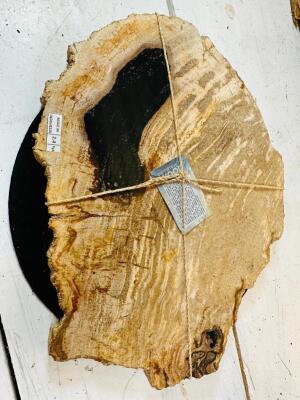 POLISHED PETRIFIED WOOD SLAB