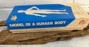 MODEL OF HUMAN BODY