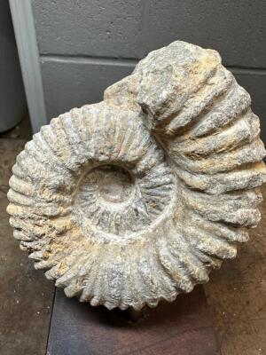 AMMONITE PREHISTORIC FOSSIL