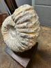 AMMONITE PREHISTORIC FOSSIL - 2