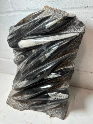 POLISHED ORTHOCERAS FOSSIL