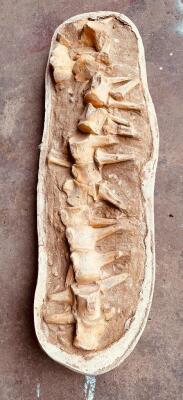 DESCRIPTION: PREHISTORIC VERTERBRAE FOSSIL FROM MOROCCO SIZE: 36"X12" QTY: 1