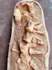 DESCRIPTION: PREHISTORIC VERTERBRAE FOSSIL FROM MOROCCO SIZE: 36"X12" QTY: 1 - 2