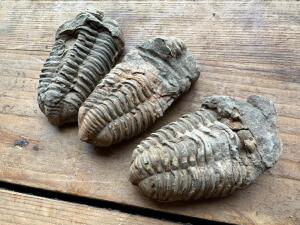 DESCRIPTION: (3) TRIBOLITE FOSSILS SIZE: 3"X2" QTY: 3