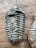 DESCRIPTION: (3) TRIBOLITE FOSSILS SIZE: 3"X2" QTY: 3 - 2