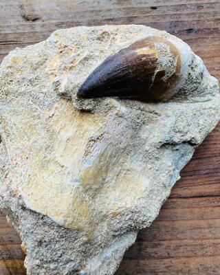 DESCRIPTION: PREHISTORIC SHARK TOOTH SIZE: 5"X4" QTY: 1