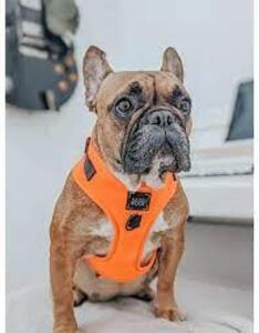 DESCRIPTION: (1) SMALL DOG HARNESS BRAND/MODEL: WOOF HOUND INFORMATION: ORANGE RETAIL$: $21.98 EA SIZE: SMALL DOG QTY: 1