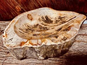 DESCRIPTION: PETRIFIED WOOD BOWL SIZE: 8"X6"X2" QTY: 1