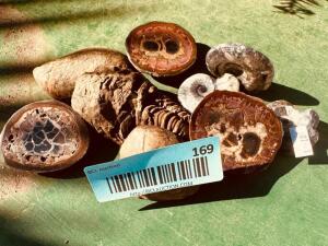 DESCRIPTION: ASSORTMENT OF PREHISTORIC FOSSILS SIZE: 2"-3" QTY: 1