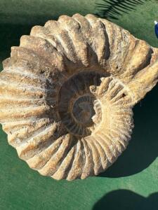 DESCRIPTION: PREHISTORIC AMMONITE FOSSIL SIZE: 5"X4"X3" QTY: 1