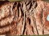 DESCRIPTION: PREHISTORIC SCYPHOCYNTES RARE FOSSIL SIZE: 11"X6"X1" QTY: 1 - 2