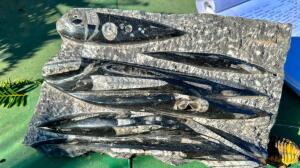 DESCRIPTION: PREHISTORIC POLISHED ORTHOCERUS FOSSIL SIZE: 11"X8"X1-1/2" QTY: 1