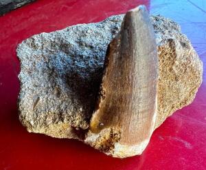 DESCRIPTION: FOSSILIZED SHARK TOOTH IN SEDIMENT SIZE: 2" QTY: 1