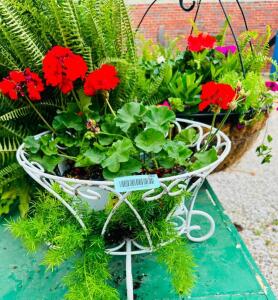 DESCRIPTION: WHITE METAL GARDEN BASKET INFORMATION: PLANT NOT INCLUDED SIZE: 17"X12" QTY: 1