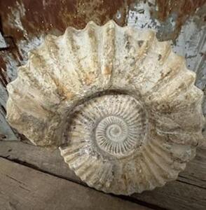 LARGE AMMONITE FOSSIL SPECIMEN