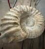 LARGE AMMONITE FOSSIL SPECIMEN - 2