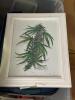 FRAMED CANNABIS ART