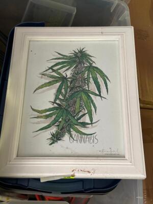 FRAMED CANNABIS ART