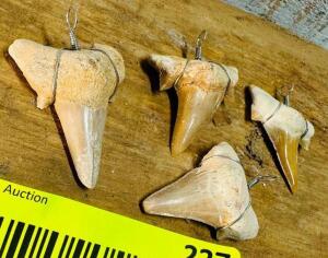 DESCRIPTION: 4CT PREHISTORIC SHARK TEETH QTY: 4