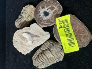 ASSORTED FOSSILS