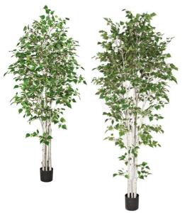 DESCRIPTION (6) AUTOGRAPH FOLIAGE'S 7' TALL WHITE BIRCH TREES. BRAND / MODEL: AUTOGRAPH FOLIAGE'S P-150740 ADDITIONAL INFORMATION RETAILS FOR $450 PER