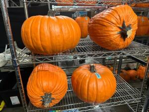 DESCRIPTION (4) CARVABLE FAUX PUMPKINS BRAND / MODEL: FUNKINS PUMPKINS ADDITIONAL INFORMATION RETAILS FOR $70 PER THIS LOT IS: SOLD BY THE PIECE QTY 4