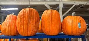 DESCRIPTION (4) CARVABLE FAUX PUMPKINS BRAND / MODEL: FUNKINS PUMPKINS ADDITIONAL INFORMATION RETAILS FOR $70 PER THIS LOT IS: SOLD BY THE PIECE QTY 4