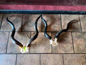 (2)- ANTLER DECORATIONS